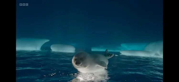 Harp seal (Pagophilus groenlandicus) as shown in Frozen Planet II - Frozen Ocean